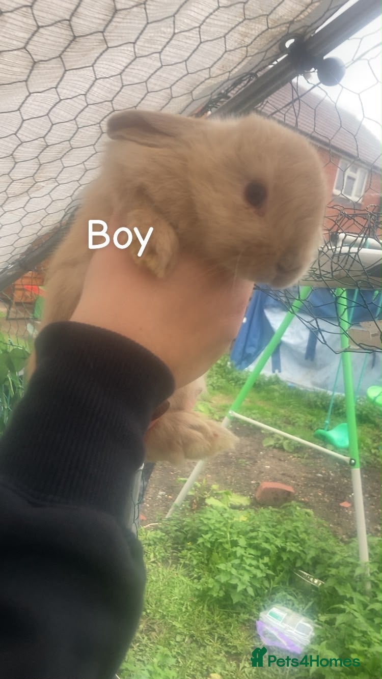 Mini Lop rabbits Mini lop  - Advert 2