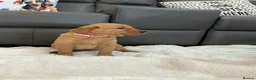 Labrador Retriever dogs for sale: For Red Labrador pups. KC REG/COUNCIL LICENSED  - Advert 22