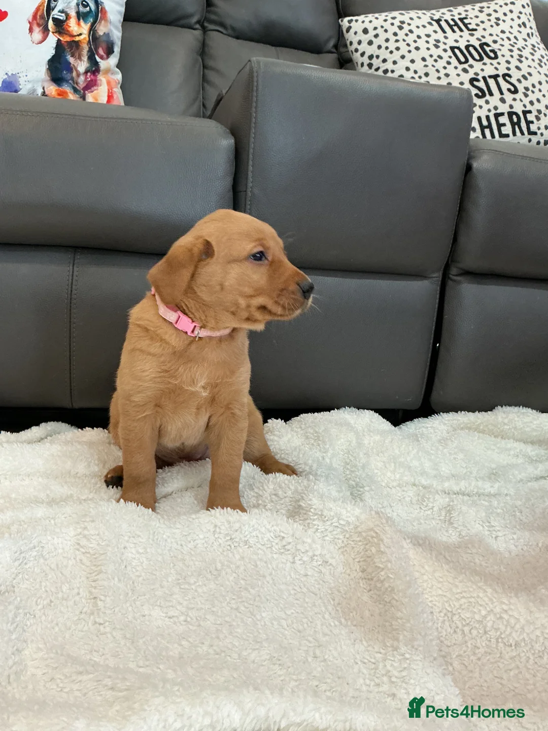 Labrador Retriever dogs for sale: For Red Labrador pups. KC REG/COUNCIL LICENSED  - Advert 22