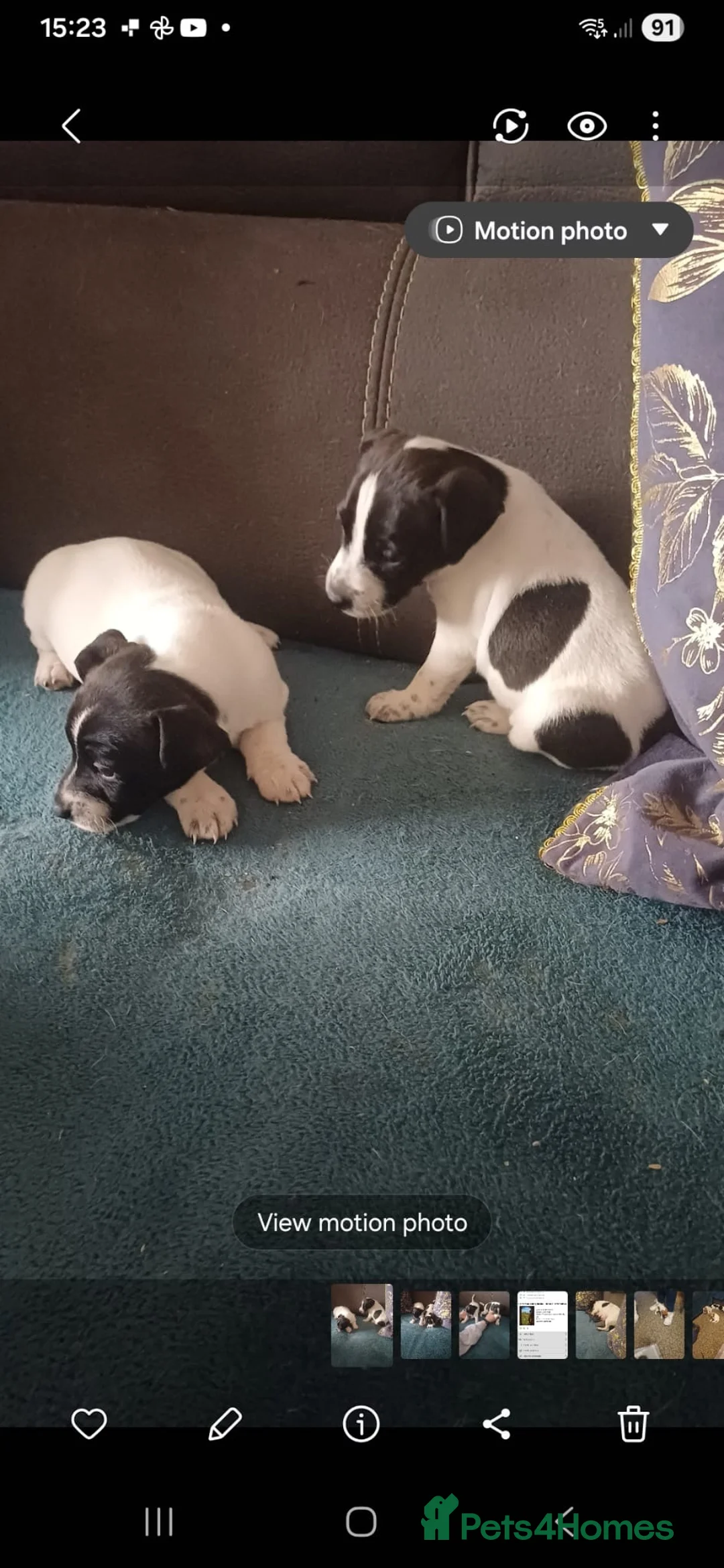 Jack Russell dogs for sale: 2 males  - Advert 3