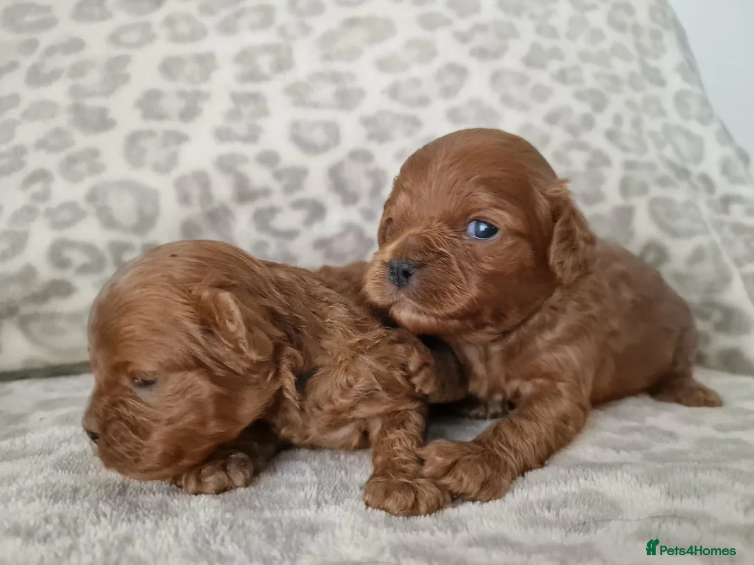 Cavapoo dogs for sale: Quality F1 Cavapoos - Advert 6