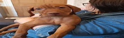 Hungarian Vizsla dogs for sale: * 1 Beautiful Girl Ready For Her New Home * * - Advert 14