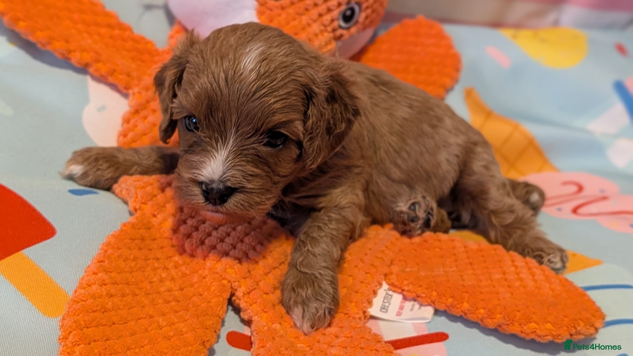 Cavapoo dogs Extensively Health Tested Thearpy Cavapoos - Advert 1