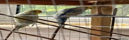 Budgerigars birds for sale: Leeds Hyde park Road - Advert 2