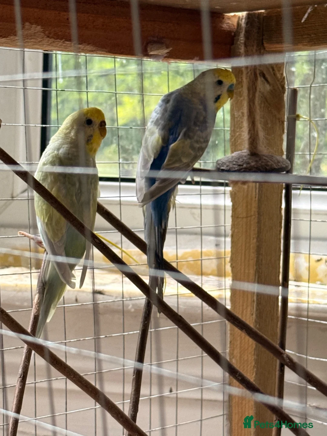 Budgerigars birds for sale: Leeds Hyde park Road - Advert 2