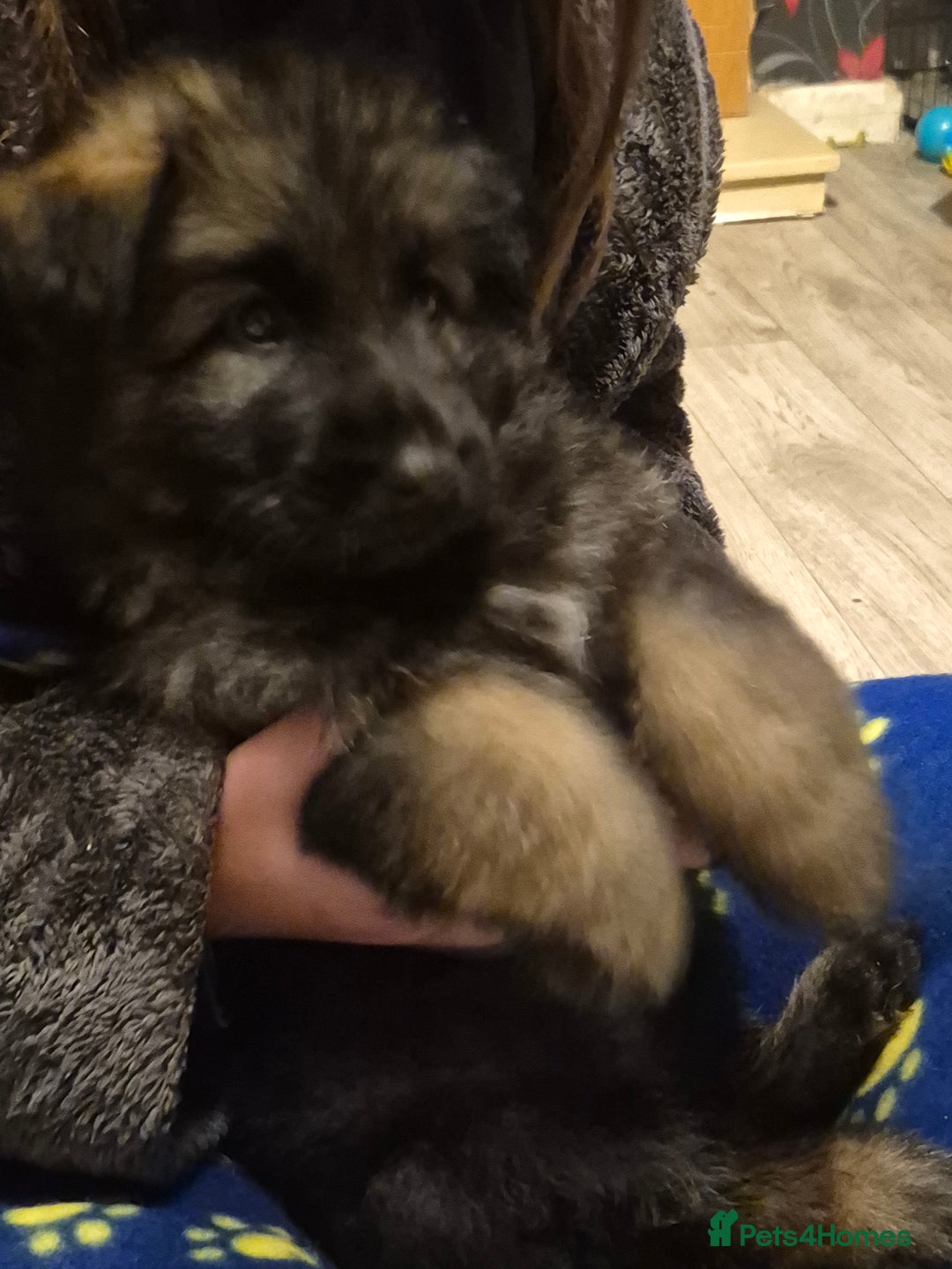 German Shepherd dogs for sale: German shepherd  - Advert 30