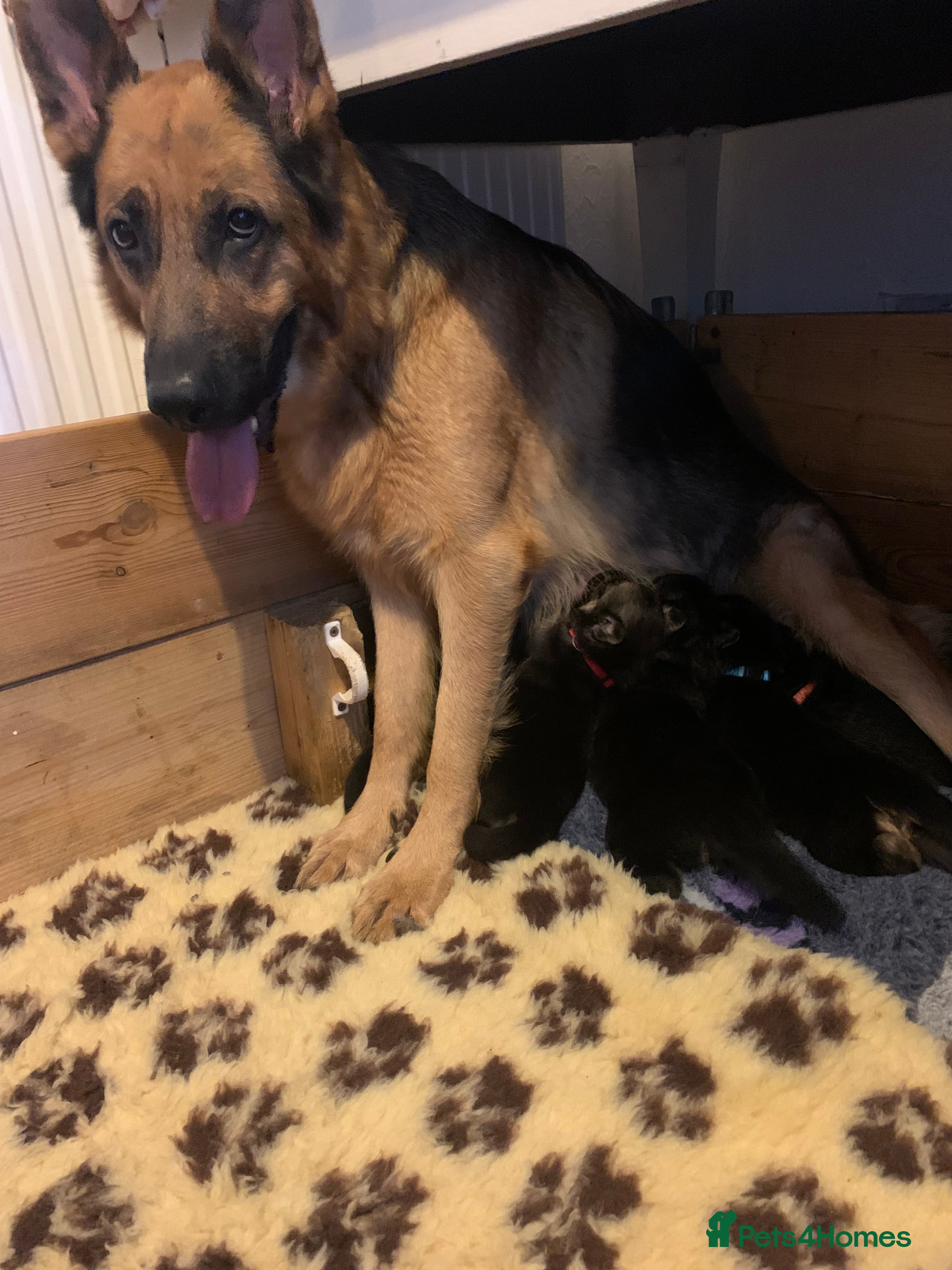 German Shepherd dogs Quality German Shepherd Puppies Available - Advert 1