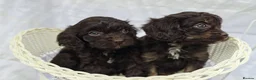 Cavapoo dogs for sale: Miniature rich chocolate & tan Cavapoo puppies  - Advert 33