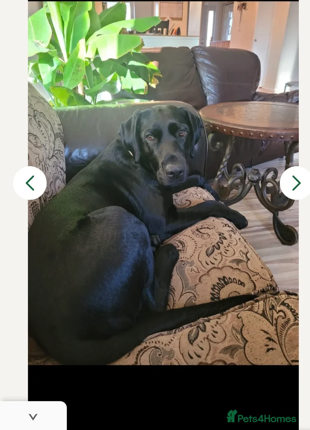 Labrador Retriever dogs for sale: Black male lab pup - Advert 8