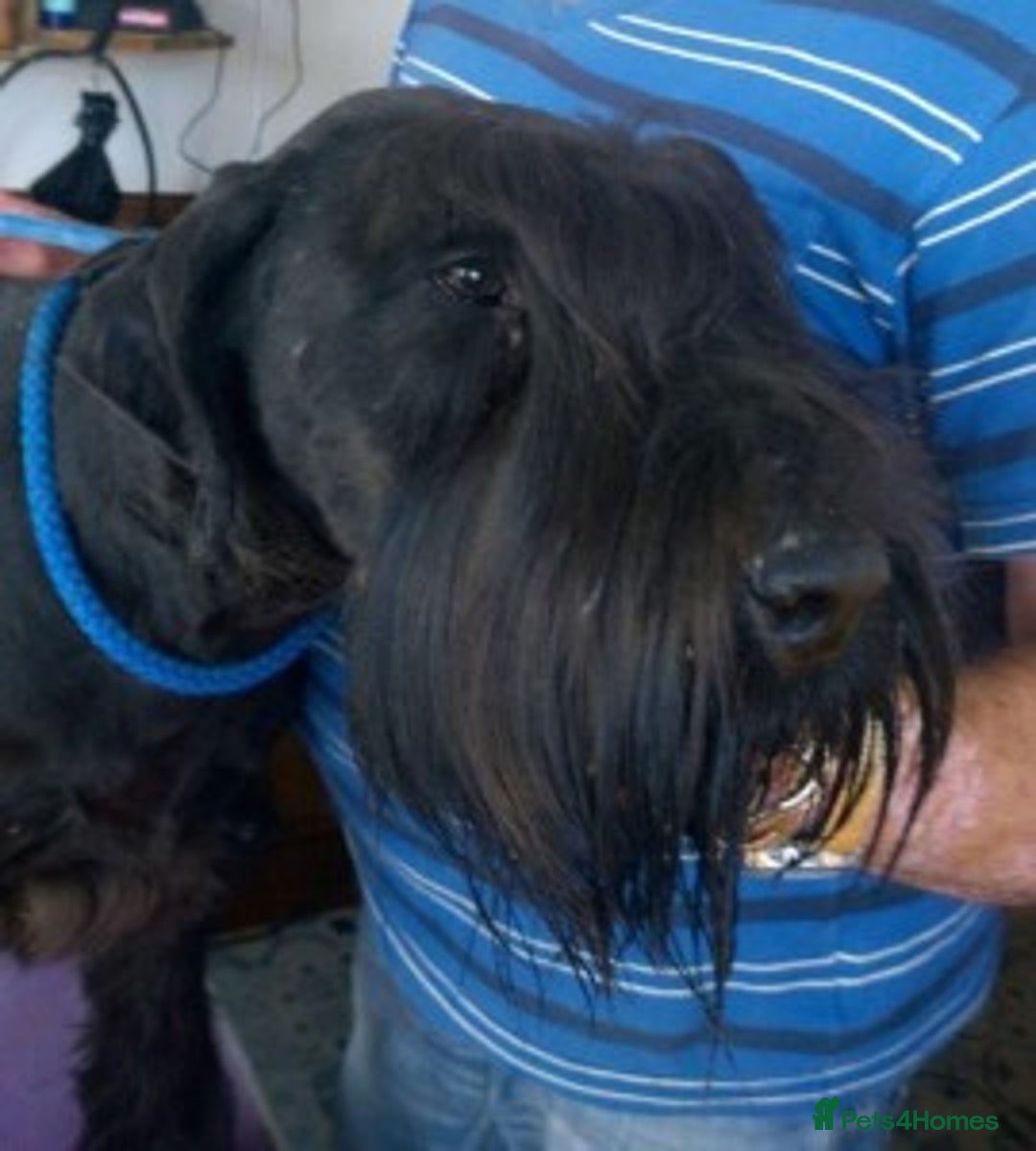Giant Schnauzer dogs for sale: Lulu,spayed Giant Girl - Image 1