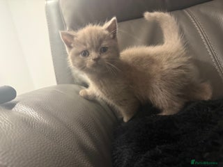 British Shorthair cats British Shorthair Kittens - Advert 16