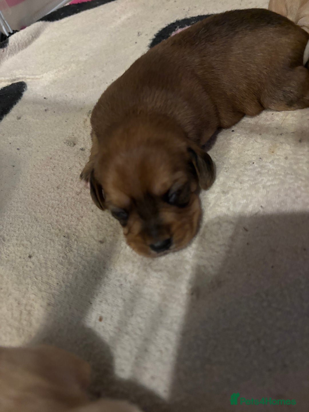 Mixed Breed dogs for sale: Gorgeous little puppies boys and girls - Advert 5