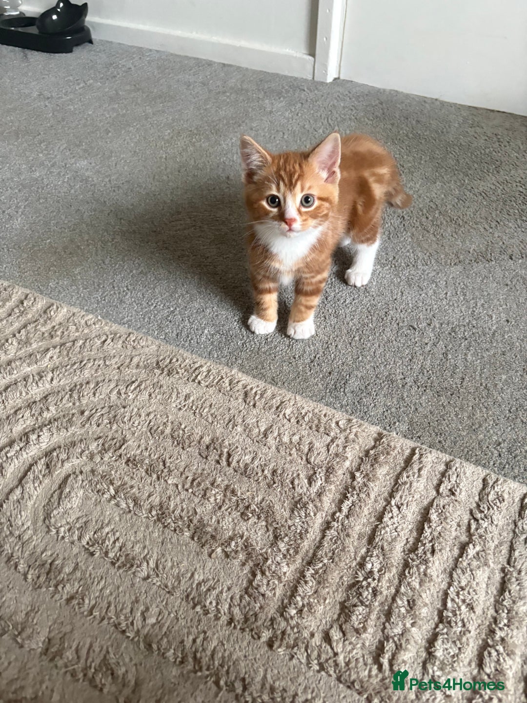 Mixed Breed cats for sale: Last of the litter ginger and white boy  - Advert 4