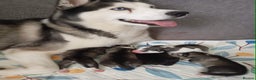 Siberian Husky dogs for sale: Husky  - Advert 1