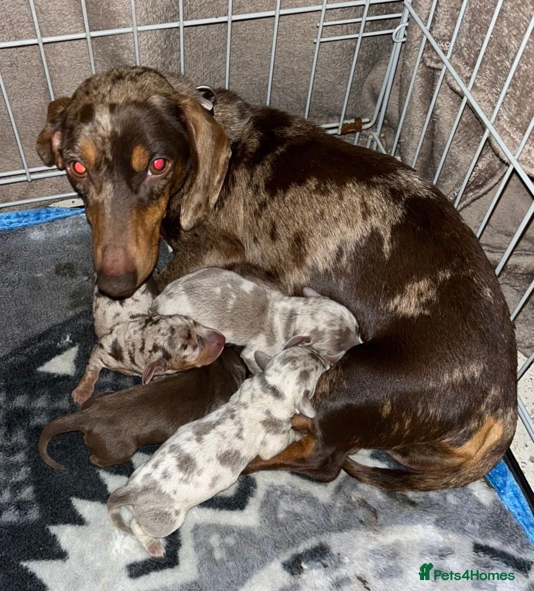 Dachshund dogs for sale: Dachshund - Advert 6