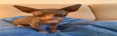 Sphynx 1