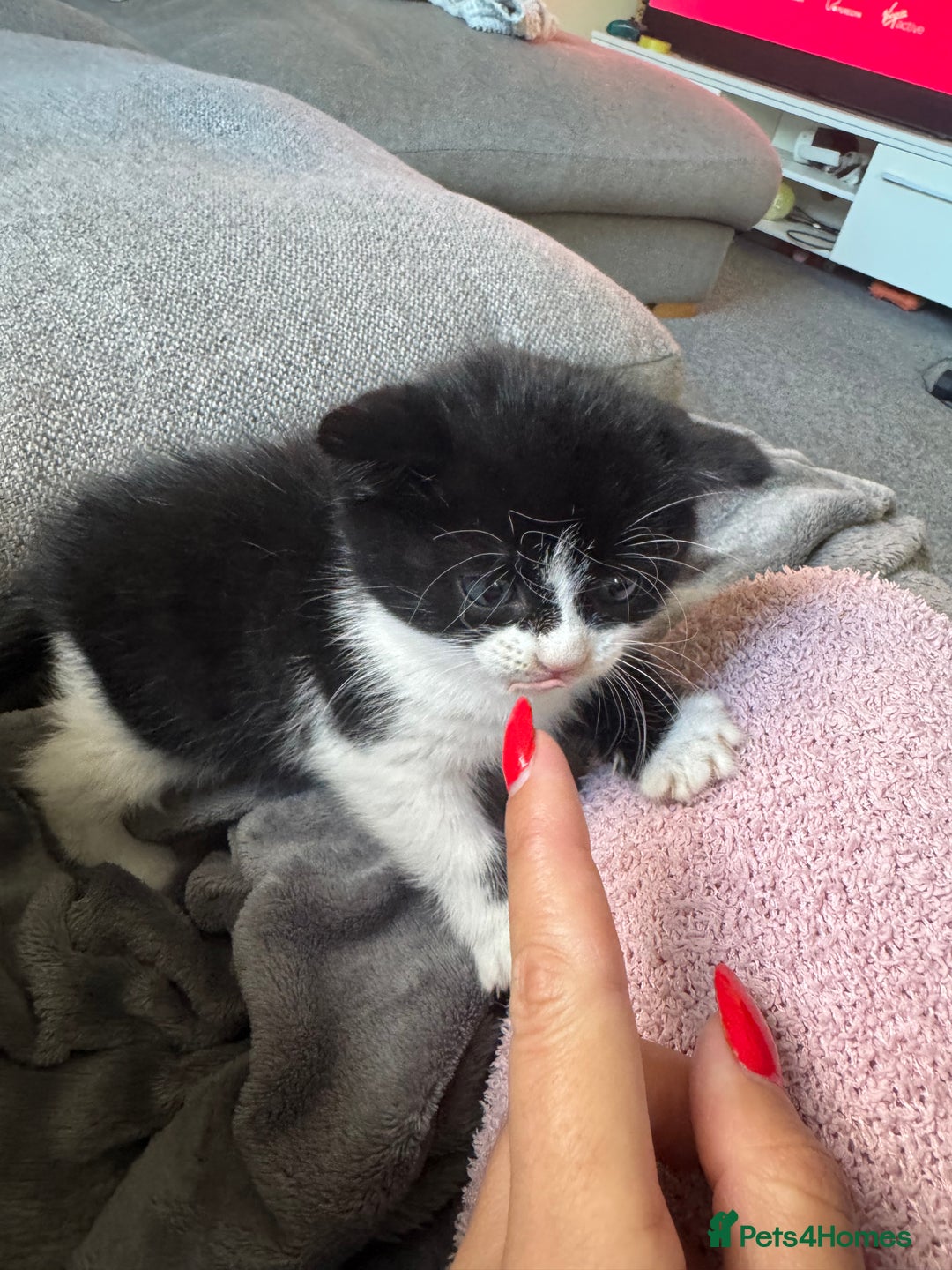 British Shorthair cats for sale: Three female kittens looking for new home  - Image 4