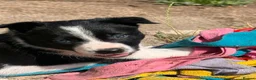 Border Collie dogs for sale: Fully Health Tested Border Collie Puppy For Sale in Coleford - Advert 16