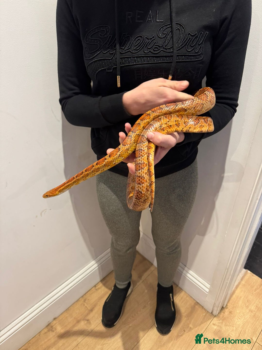 Corn Snake reptiles for sale: Beautiful, friendly corn snake and 6ft set up - Advert 2