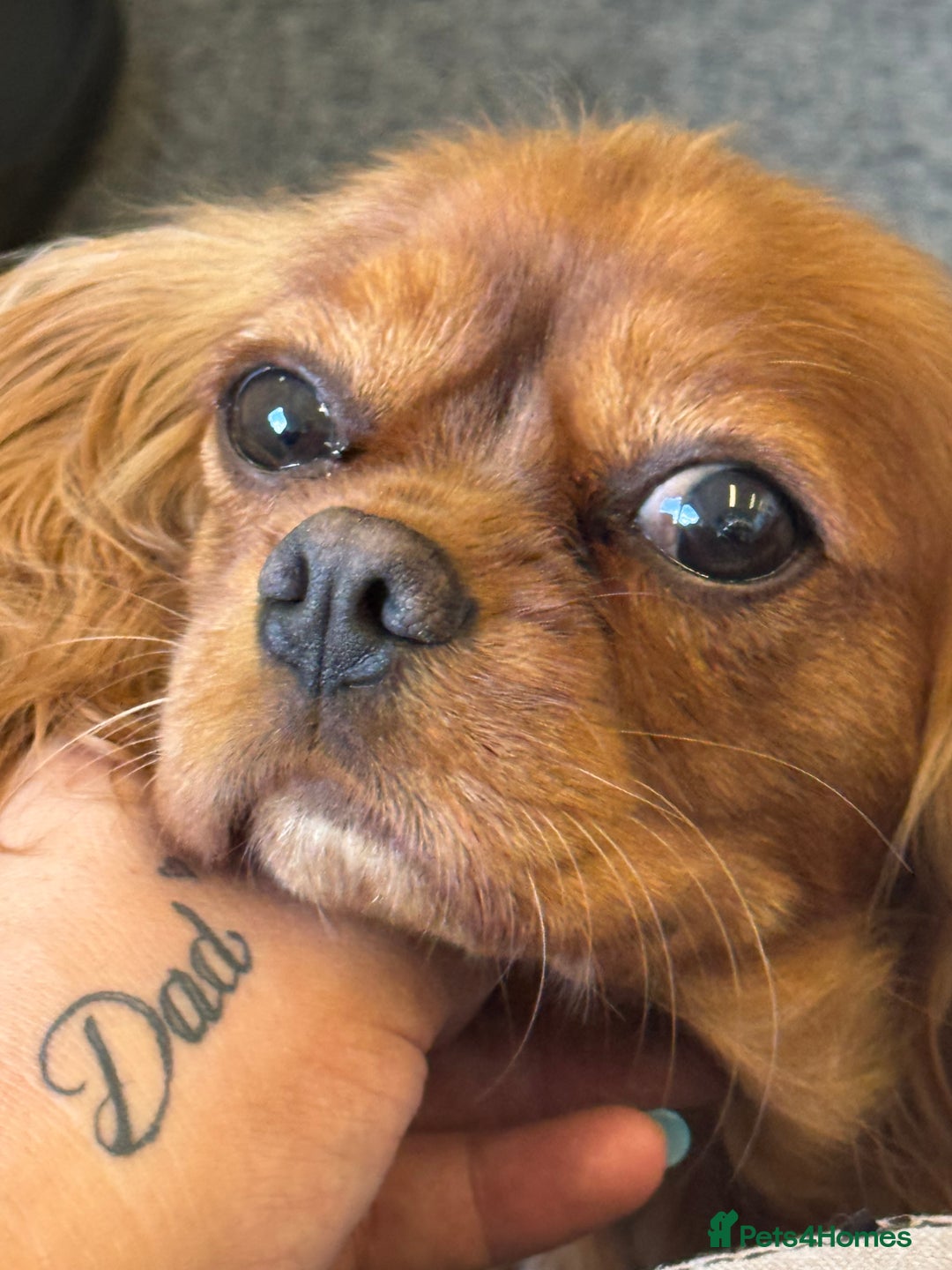 Cavapoo dogs for sale: 4 Gorgeous f1 Cavapoo’s. Parents health tested - Advert 4