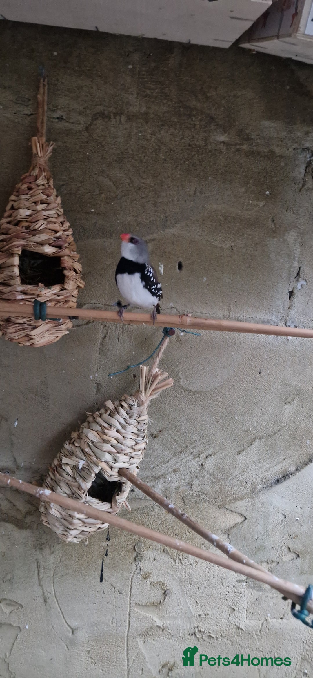 Finches birds for sale: Benghal and Helans finches for sale in E12 - Advert 19
