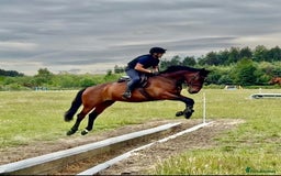 Irish Sports horses for sale: UNCOMPLICATED happy hacker / seasoned hunter  - Image 5