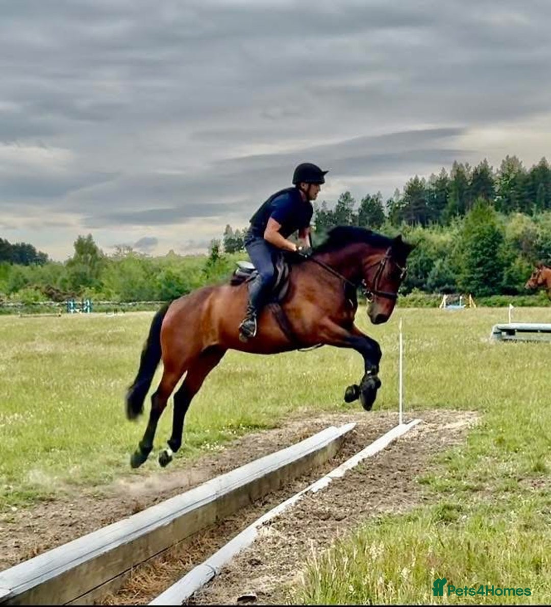 Irish Sports horses for sale: UNCOMPLICATED happy hacker / seasoned hunter  - Image 5