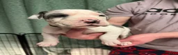 Great Dane dogs for stud: KC reg Dane for stud  - Advert 10