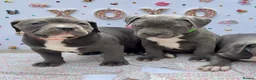 Staffordshire Bull Terrier dogs for sale: Blue Staffordshire Bull Terrier Puppies - Advert 11