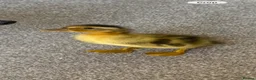 Ducks poultry for sale: 2 x ducklings  in Burgess Hill - Advert 3