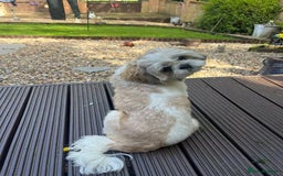 Shih Tzu dogs for stud: Looking for male stud shitzu - Image 4
