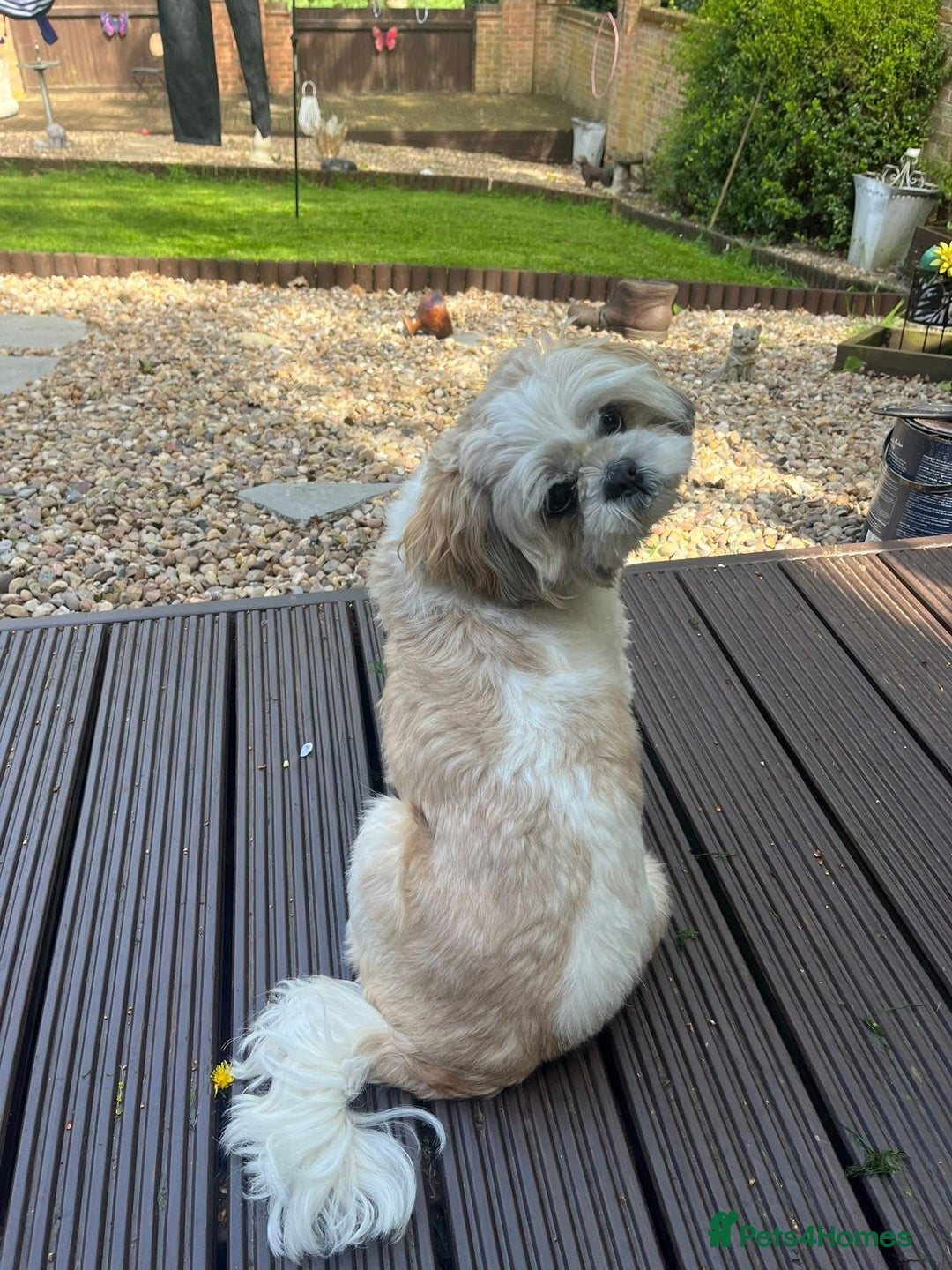 Shih Tzu dogs for stud: Looking for male stud shitzu - Image 4