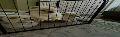 Chow Chow Puppy 2