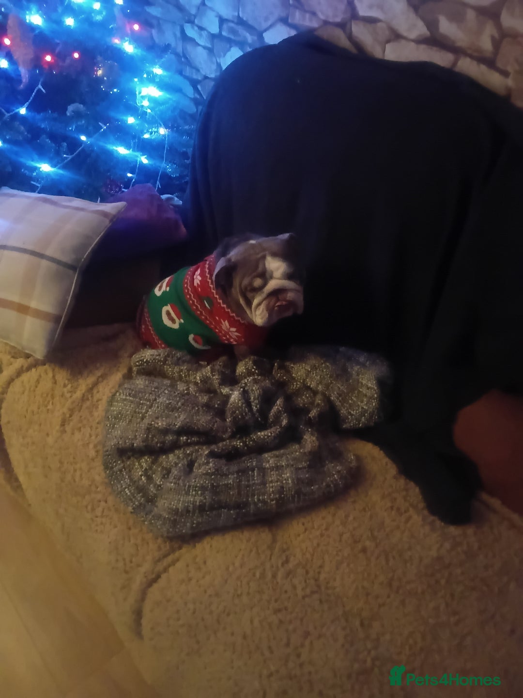 English Bulldog dogs for sale: Beautiful english bulldog female  - Advert 2