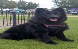 German Shepherd dogs for stud: Black German Shepard in Roslin - Image 3