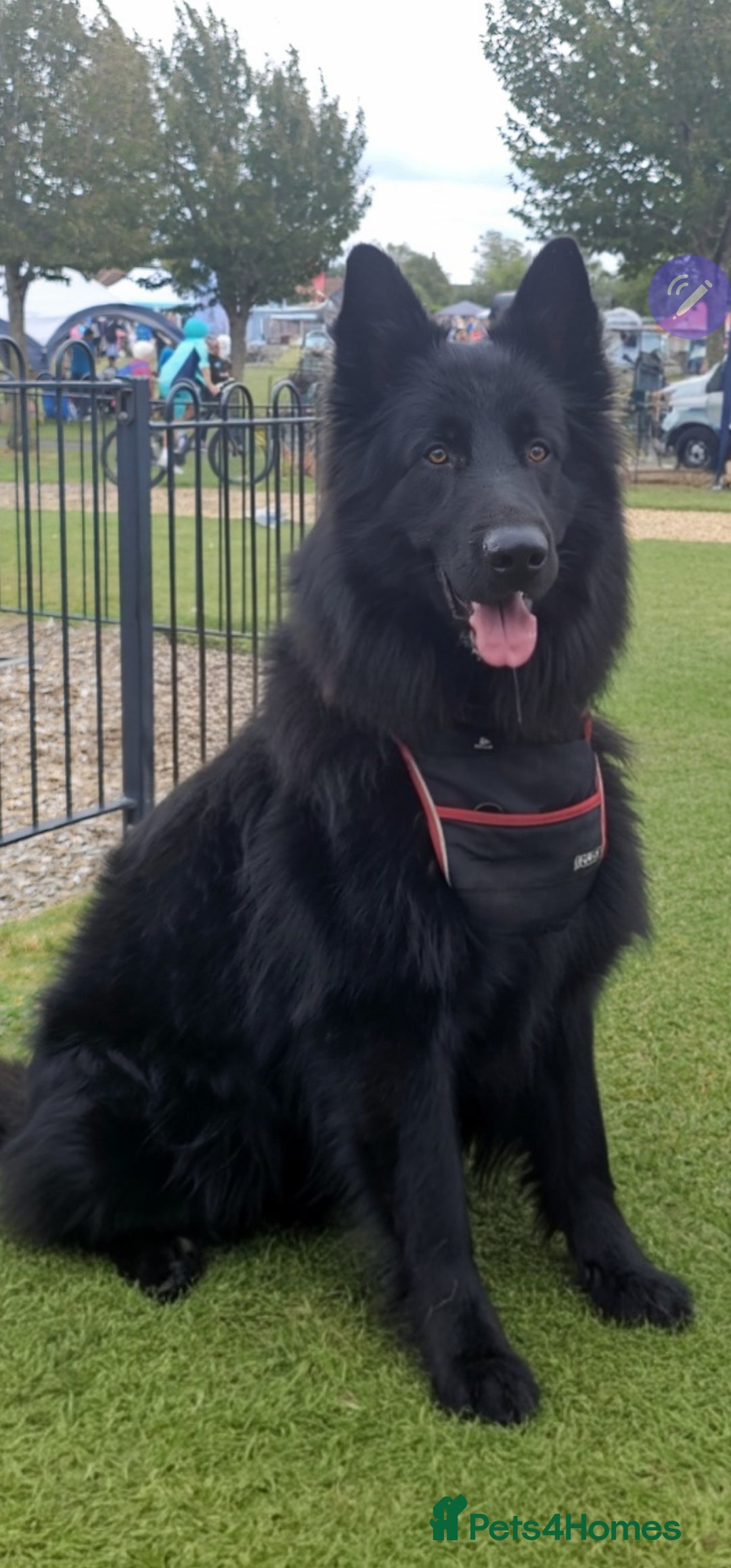 German Shepherd dogs for stud: Black German Shepard in Roslin - Image 3
