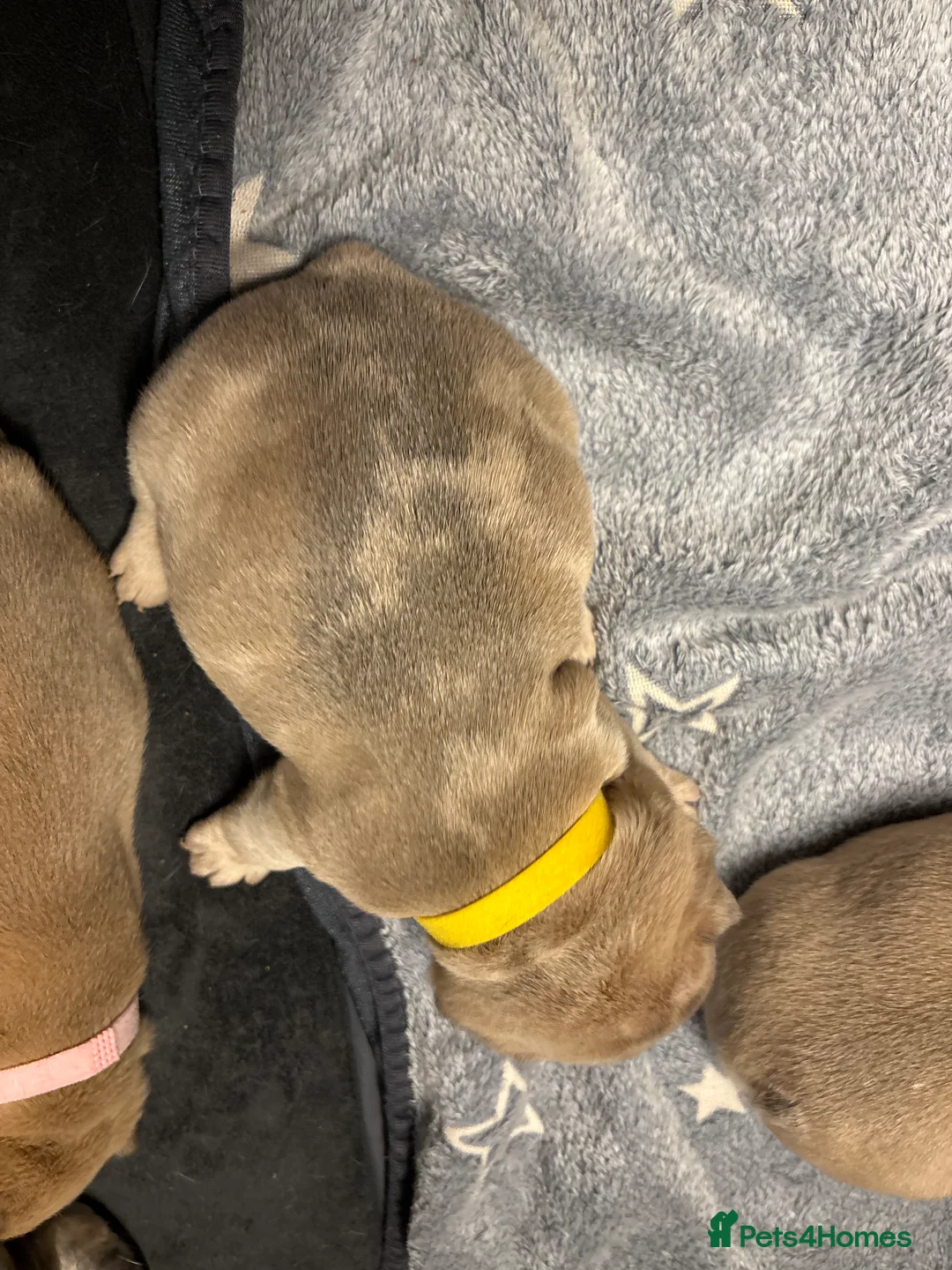 French Bulldog dogs for sale: *REDUCED*❤️‍🔥 - Advert 23