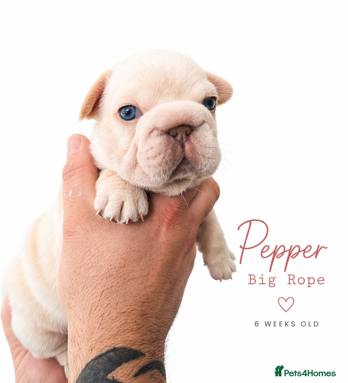 French Bulldog dogs Stunning little of French Bulldog puppies  - Advert 3