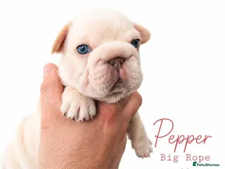 French Bulldog dogs Stunning little of French Bulldog puppies - Advert 3