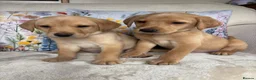 Labrador Retriever dogs for sale: DNA tested KC reg Labrador puppies - Advert 8