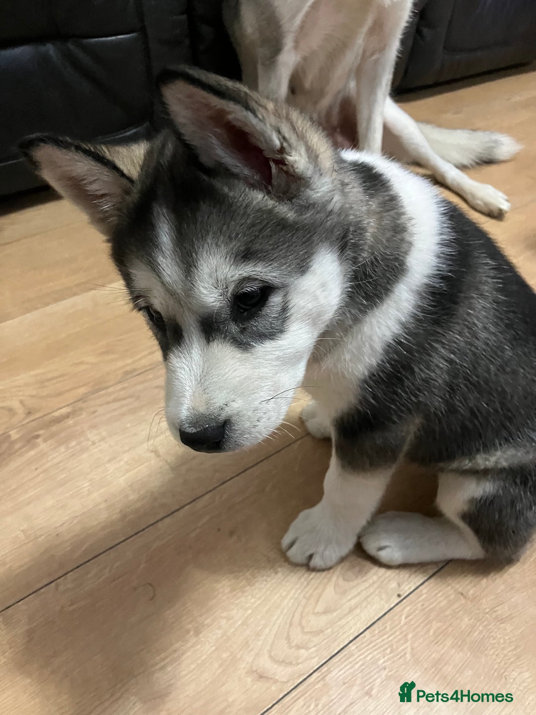 Siberian Husky dogs for sale: Beautiful husky puppies ready for their new homes  - Advert 21