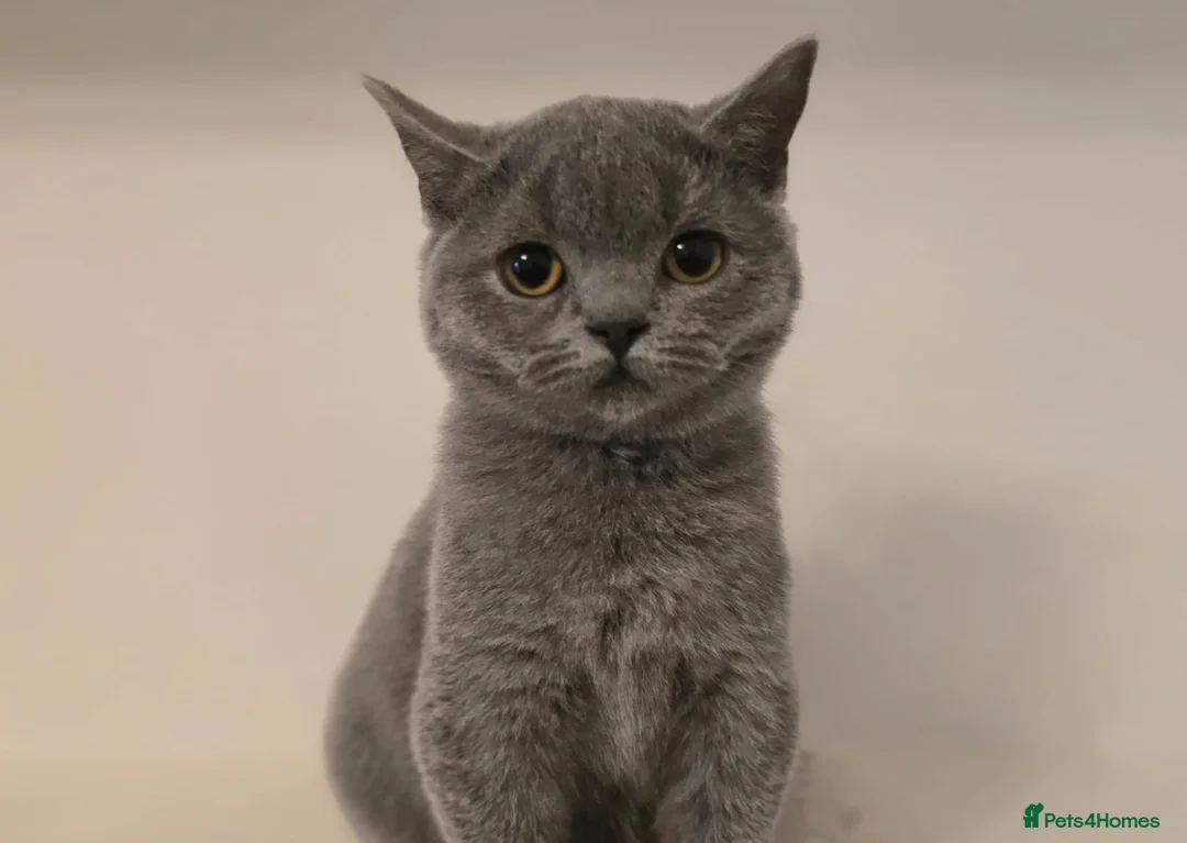 British Shorthair cats for sale: ‼️1 LEFT REDUCED‼️ GCCF REGISTERED BSH 🐻 🧸  - Advert 7