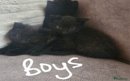 British Shorthair cats for sale: 5 beautiful british shorthair kittens - Image 27