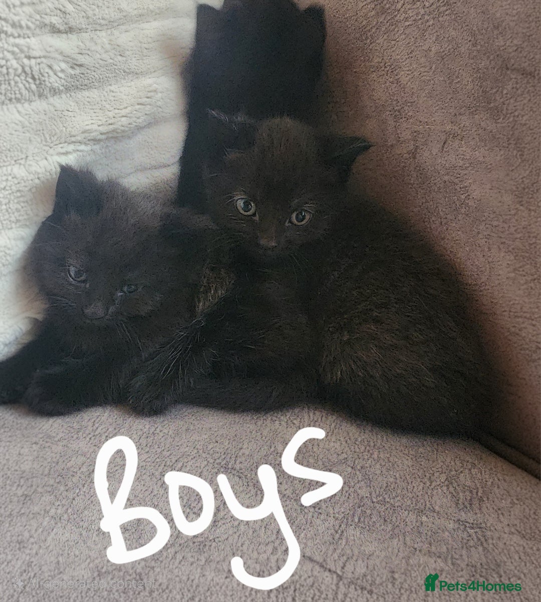 British Shorthair cats for sale: 5 beautiful british shorthair kittens - Image 27