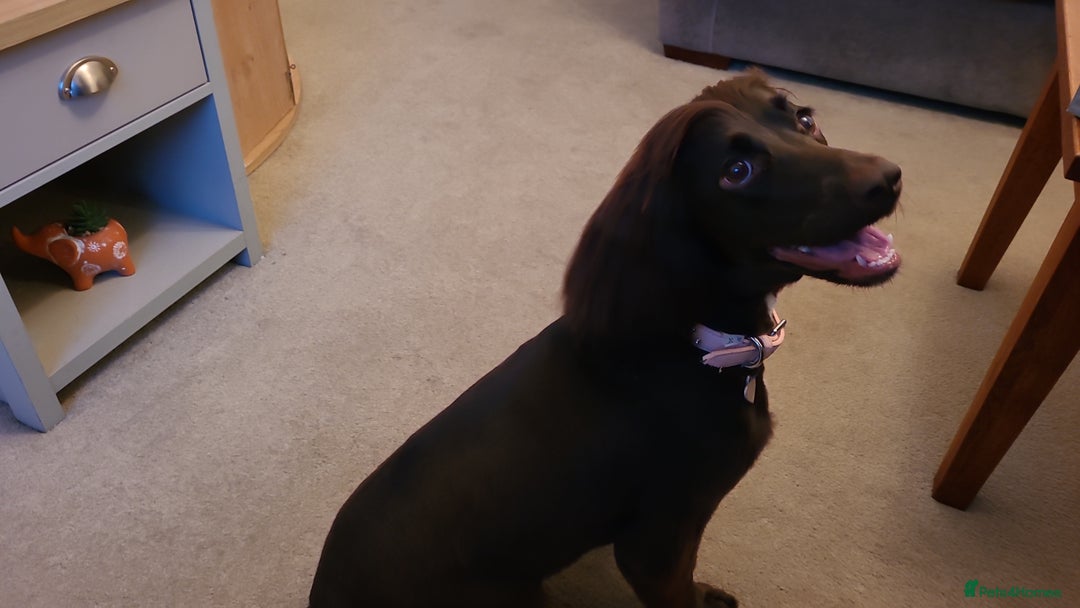 Sprocker dogs for sale: Needing long walks and socializing - Image 6