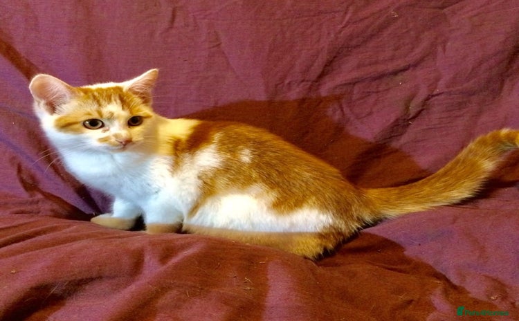 Mixed Breed cats - Advert 9