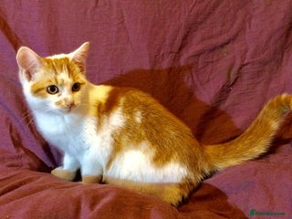 Mixed Breed cats - Advert 22