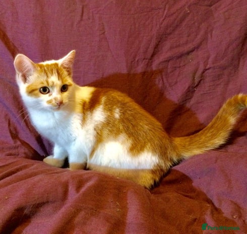 Mixed Breed cats - Advert 1