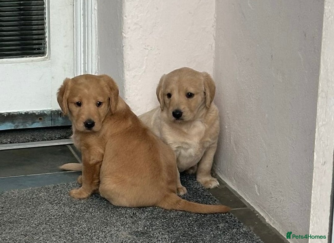 Labradoodle dogs for sale: Adorable Labrador doodle pups from KC reg parents - Image 9