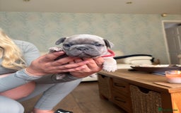 French Bulldog dogs for sale: Beautiful Frenchbulldog puppies 🇫🇷  - Image 7